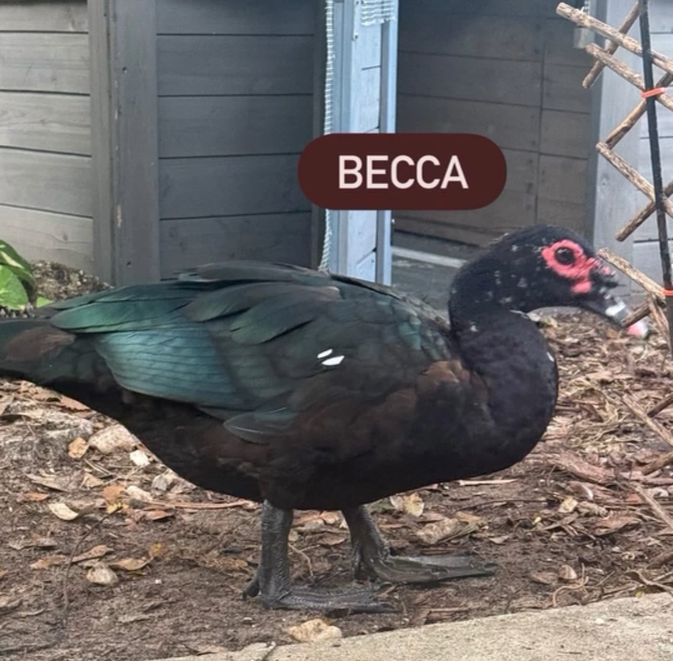 Becca, one of the sanctuary&rsquo;s Muscovy ducks