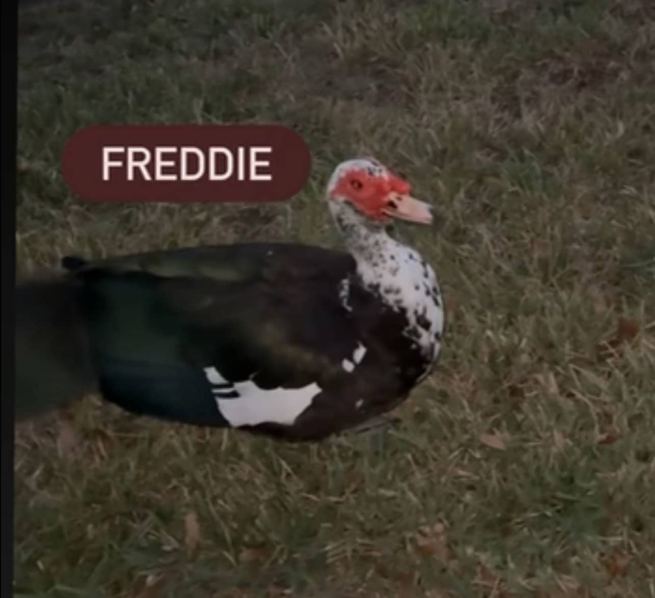 Freddie, one of the sanctuary&rsquo;s Muscovy ducks