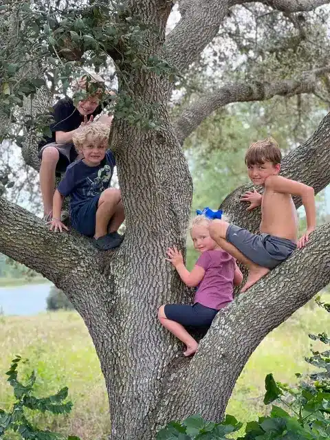 Children climbing a tree outdoors